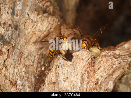 Frelon européen (Vespa crabro) adultes à l'entrée du nid, la suppression des larves mortes, Pays de Galles, Royaume-Uni, octobre Banque D'Images