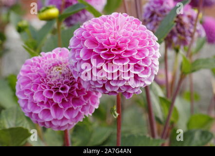 Dahlia 'Wizard of Oz' affichage sphérique double distinctif d'algues dans un jardin à la fin de l'été, la frontière UK Banque D'Images