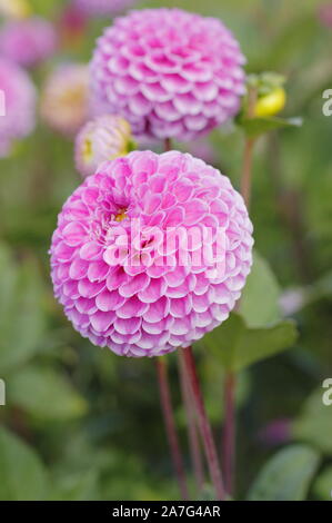 Dahlia 'Wizard of Oz' affichage sphérique double distinctif d'algues dans un jardin à la fin de l'été, la frontière UK Banque D'Images