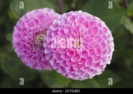 Dahlia 'Wizard of Oz' affichage sphérique double distinctif d'algues dans un jardin à la fin de l'été, la frontière UK Banque D'Images