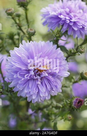 Aster novi belgii Marie Ballard affichage double bleu poudre distinctif fleurit en septembre un jardin. UK Banque D'Images