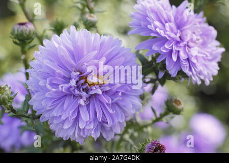 Aster novi belgii Marie Ballard affichage double bleu poudre distinctif fleurit en septembre un jardin. UK Banque D'Images