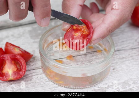 Solanum lycopersicum. Enregistrement de graine de tomate en détachant des graines dans l'eau pour enlever le revêtement avant leur Séchage et entreposage. Banque D'Images