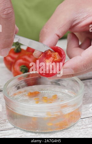 Solanum lycopersicum. Enregistrement de graine de tomate en détachant des graines dans l'eau pour enlever le revêtement avant leur Séchage et entreposage. Banque D'Images