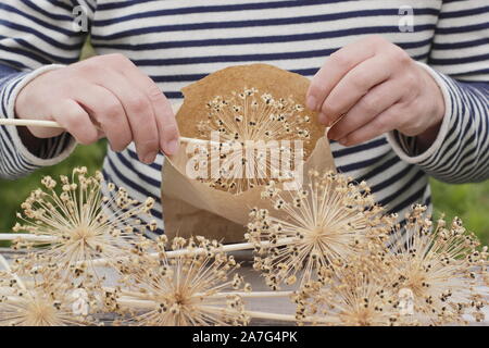 L'Allium hollandicum. La collecte de semences de l'allium fleurs et stockage dans un sac de papier au début de l'automne. UK Banque D'Images