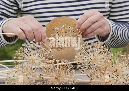 L'Allium hollandicum. La collecte de semences de l'allium fleurs et stockage dans un sac de papier au début de l'automne. UK Banque D'Images