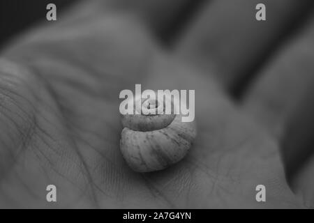 Coquille d'escargot des palm, macro photo, noir et blanc Banque D'Images