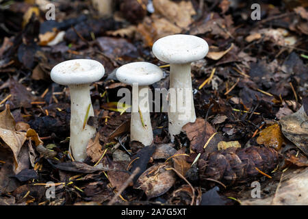 Gros plan 3 champignons blancs en forme d'entonnoir sauvage sur le sol forestier à l'automne, Angleterre, Royaume-Uni Banque D'Images