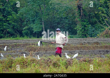 L'homme travaillant dans les rizières, Sri Lanka Banque D'Images