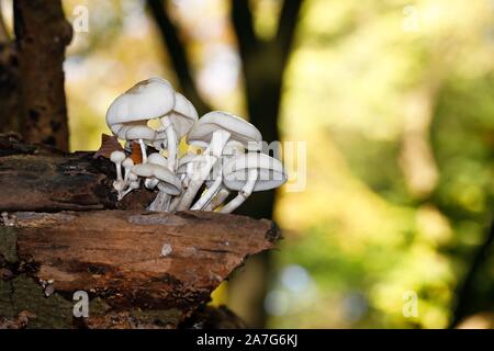 Tasses de champignons (Oudemansiella mucida) sur une branche d'un vieux hêtre commun (Fagus sylvatica), Schleswig-Holstein, Allemagne Banque D'Images