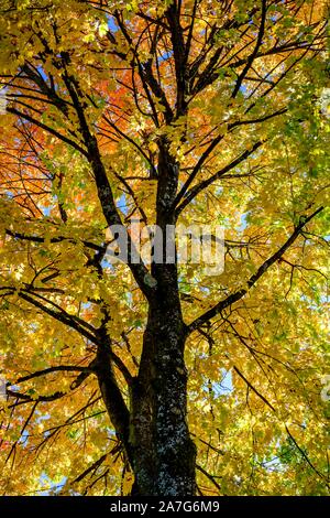 Érable (Acer), couronne de l'arbre avec des feuilles de couleur jaune et rouge à l'automne, Munich, Bavière, Allemagne Banque D'Images