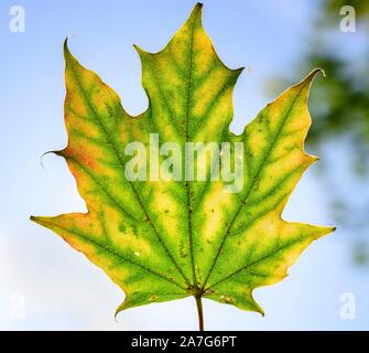 Érable (Acer), l'automne jaune et vert feuille d'érable décoloré en face de ciel, Automne, Munich, Allemagne Banque D'Images