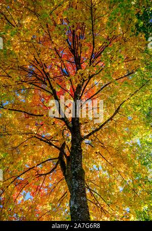 Érable (Acer), couronne de l'arbre avec des feuilles de couleur jaune et rouge à l'automne, Munich, Bavière, Allemagne Banque D'Images