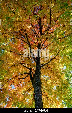 Érable (Acer), couronne de l'arbre avec des feuilles de couleur jaune et rouge à l'automne, Munich, Bavière, Allemagne Banque D'Images