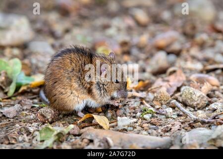 Rayé souris (Apodemus agrarius), manger, Neudau, Burgenland, Autriche Banque D'Images