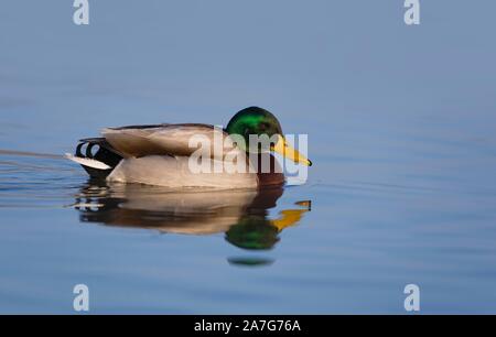 Le nord du canard colvert (Anas platyrhynchos), dans l'eau, de l'Allemagne Banque D'Images