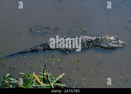 Dans l'eau alligator de Chine (Alligator sinensis). Banque D'Images