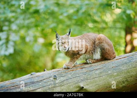 Le lynx eurasien (Lynx lynx), assis sur un arbre tombé, captive, Bavière, Allemagne Banque D'Images