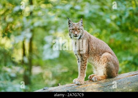 Le lynx eurasien (Lynx lynx), assis sur un arbre tombé, captive, Bavière, Allemagne Banque D'Images