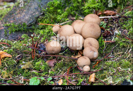 Close up of brown Champignons Champignons Vesse-de-bois sur marbre en octobre, Wiltshire, Angleterre Banque D'Images