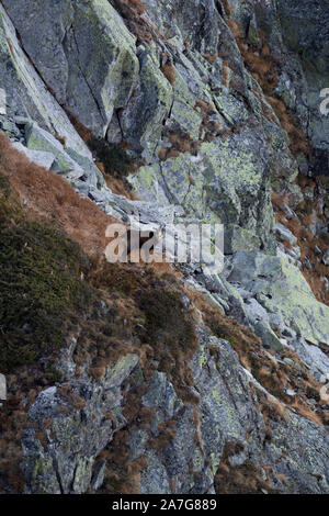 Chamois des Alpes (Rupicapra rupicapra) dans un environnement naturel de montagne. Un chamois de montagnes Retezat, un parc national. Banque D'Images