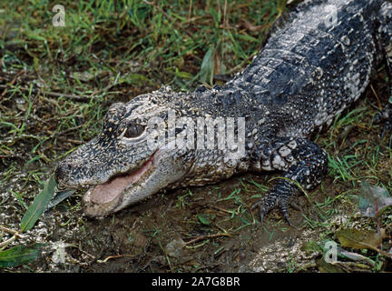 ALLIGATOR CHINOIS (Alligator sinensis). Tête corps avant. Sur terre. Mâchoires ouvertes Contact avec les yeux lumière du soleil. Sang froid. Basking. Thermorégulation. RARE. Banque D'Images