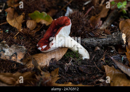 Gros plan sur un champignon russula pourpre sauvage et noir sur le sol de la forêt montrant ses branchies blanches.Automne, Angleterre, Royaume-Uni Banque D'Images