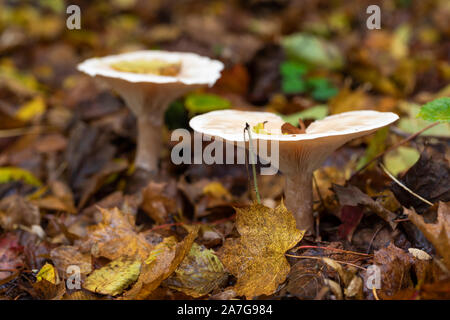 Gros plan sur les champignons de Trooping sur le sol de la forêt parmi les feuilles d'or tombées en automne, Angleterre, Royaume-Uni Banque D'Images