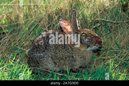 Lapin (Oryctolagus cuniculus) infectées par Myxomatose Banque D'Images