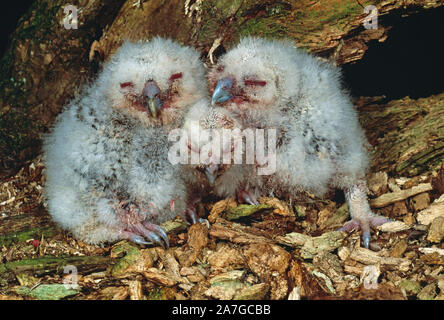 Trois CHOUETTES HULOTTES (Strix Aluco enr poussins âgés d'environ 7, 3 et 5 jours (éclosion asynchrone). Ou les jeunes nidicoles nidicoles. Sœur owlets. Blottis Banque D'Images