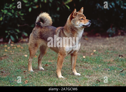 INU. SHIBU. Chien de chasse japonais, race primitive de Spitz. (Canis lupus familiaris). Femme Profil. Vue latérale. Alerte. Caractère. Une apparence intelligente. Banque D'Images