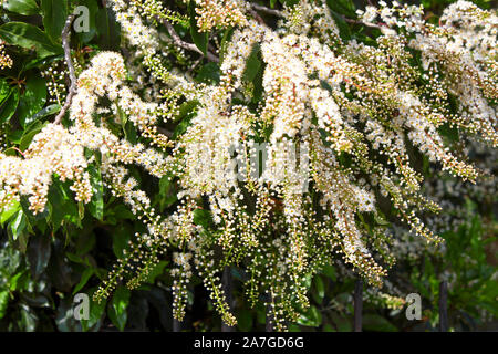 Vu ici est la fleur du laurier portugais, c'est nom Latin étant celui de Prunus Lusitania. Banque D'Images