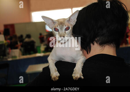 Une Femme Avec Chat Sphynx Sur Son Epaule A La London Pet Show Photo Stock Alamy