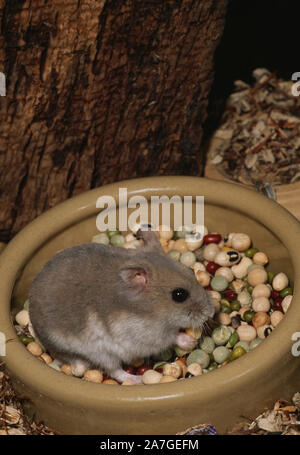 HAMSTER NAIN RUSSE DE CAMPBELL dans un bol alimentaire (Phodopus sungorous cambelli), en mangeant des impulsions. Rongeur vivant nocturne. Animaux. Recherche d'espèces animales. Banque D'Images