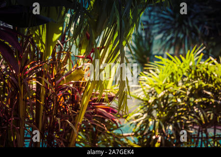 Close up de plantes tropicales luxuriantes. Vue rapprochée d'un assortiment de plantes tropicales luxuriantes. Banque D'Images