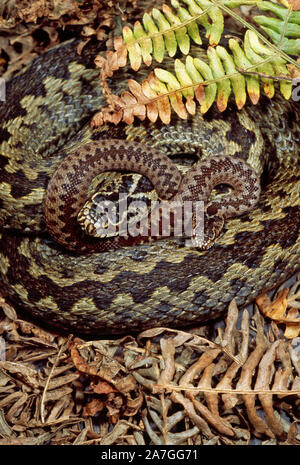 ADDER ou du Nord (Vipere Vipère berus berus), femme avec les jeunes nouveau-né . Norfolk, Angleterre Août Banque D'Images