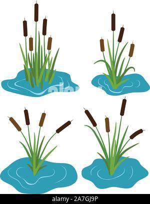 Vector set de typhaceae marsh herb avec feuilles et fleurs colorées spike. symboles Le roseau isolé sur fond blanc. marsh reed logo pour botan Illustration de Vecteur