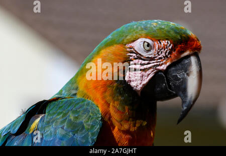 Perroquet Macaw, hybride, au Tropical Birdland, Lindridge Lane, Desford, Leicestershire, UK Banque D'Images