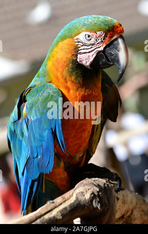 Perroquet Macaw, hybride, au Tropical Birdland, Lindridge Lane, Desford, Leicestershire, UK Banque D'Images