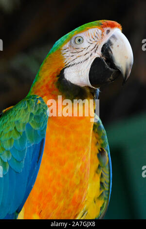 Perroquet Macaw, hybride, au Tropical Birdland, Lindridge Lane, Desford, Leicestershire, UK Banque D'Images