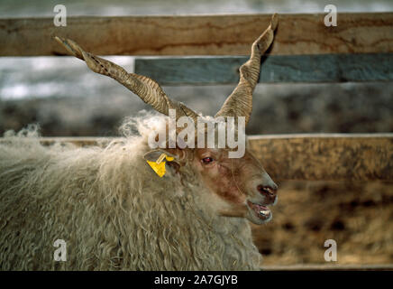 Moutons Racka (race domestique) avec des cornes en spirale. Parc National d'Hortobagy, Hongrie Banque D'Images