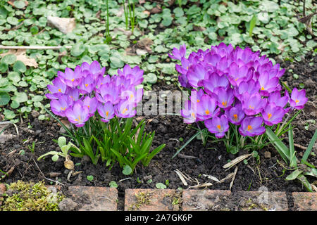 Purple crocus en fleur à côté de mur dans le jardin avant de house au printemps Banque D'Images