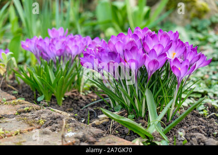 Purple crocus en fleur à côté de mur dans le jardin avant de house au printemps Banque D'Images