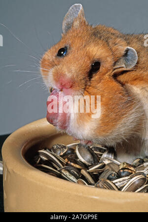 HAMSTER DORÉ ou SYRIEN (Mesocricetus auratus), en évertant des graines de tournesol précédemment recueillies dans la poche de joue gauche, aidé par l'utilisation d'un avant-pied. Banque D'Images