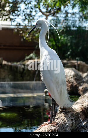 Volière d'oiseaux exotiques dans les zones humides à l'Aquarium Océanographique de la Cité des Arts et des Sciences de Valence, Espagne Banque D'Images