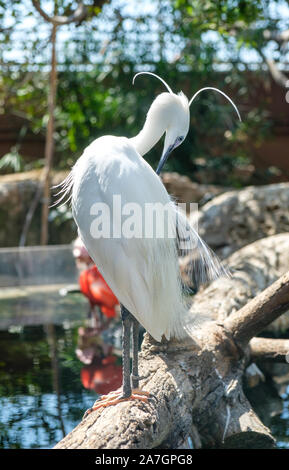 Volière d'oiseaux exotiques dans les zones humides à l'Aquarium Océanographique de la Cité des Arts et des Sciences de Valence, Espagne Banque D'Images