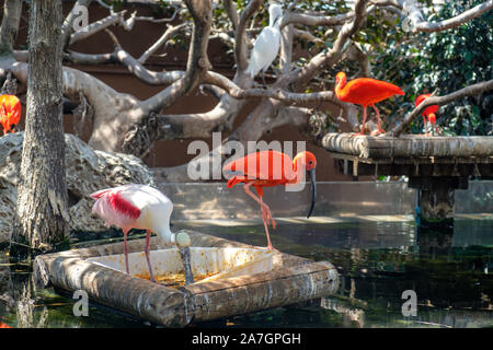 Volière d'oiseaux exotiques dans les zones humides à l'Aquarium Océanographique de la Cité des Arts et des Sciences de Valence, Espagne Banque D'Images