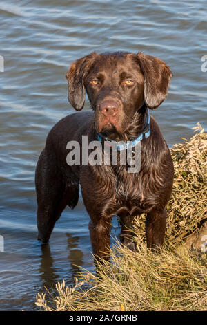 Un Labrador springer spaniel ou springador labradinger race croisée chien debout à côté de l'eau trempée tout en récupérant. Banque D'Images