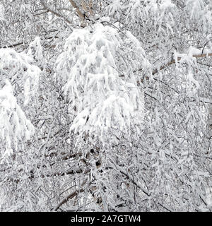 Belle forêt d'hiver couverte de neige blanc propre avec bouleau avec snowy branches sur l'avant Banque D'Images