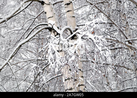 Belle forêt hiver dense couvert de neige blanc propre avec bouleau avec snowy branches sur l'avant Banque D'Images